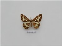 藏品(尺蛾228)的圖片